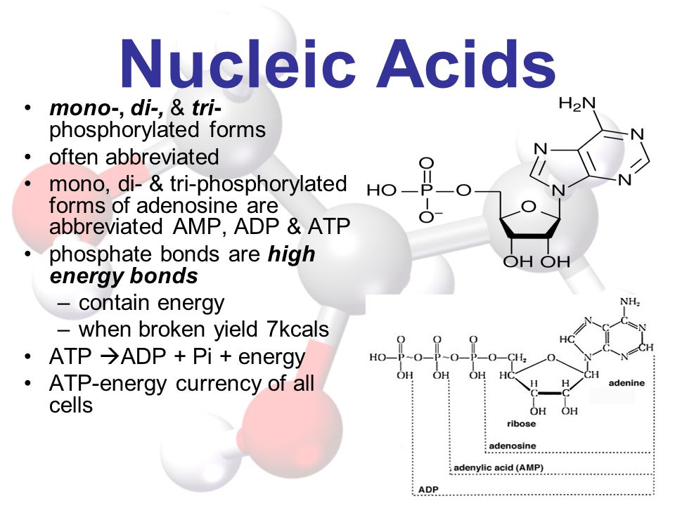 Nucleic Acids mono-, di-, & tri-phosphorylated forms often abbreviated