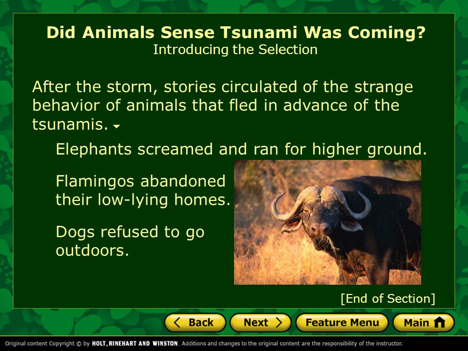 Did Animals Sense Tsunami Was Coming? - ppt video online download