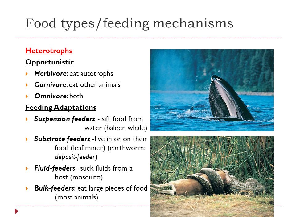Adaptations For Nutrition Ppt Video Online Download