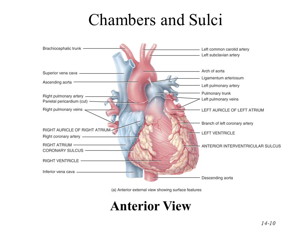 Chambers and Sulci Anterior View