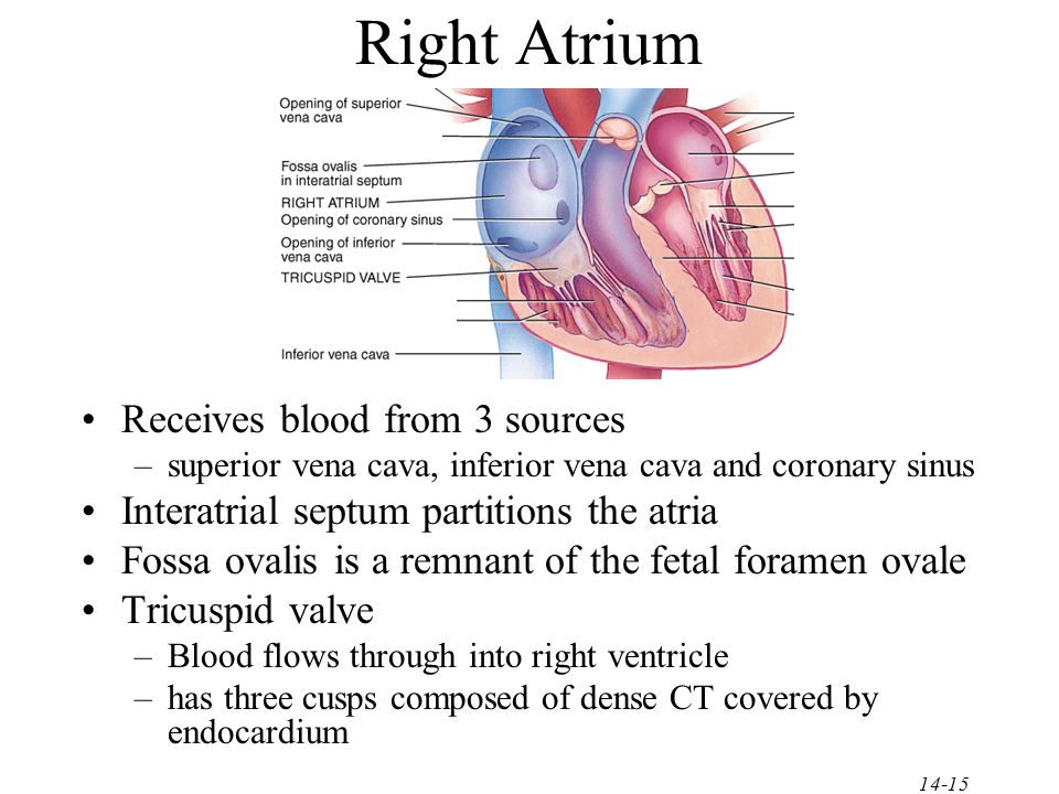 Right Atrium Receives blood from 3 sources
