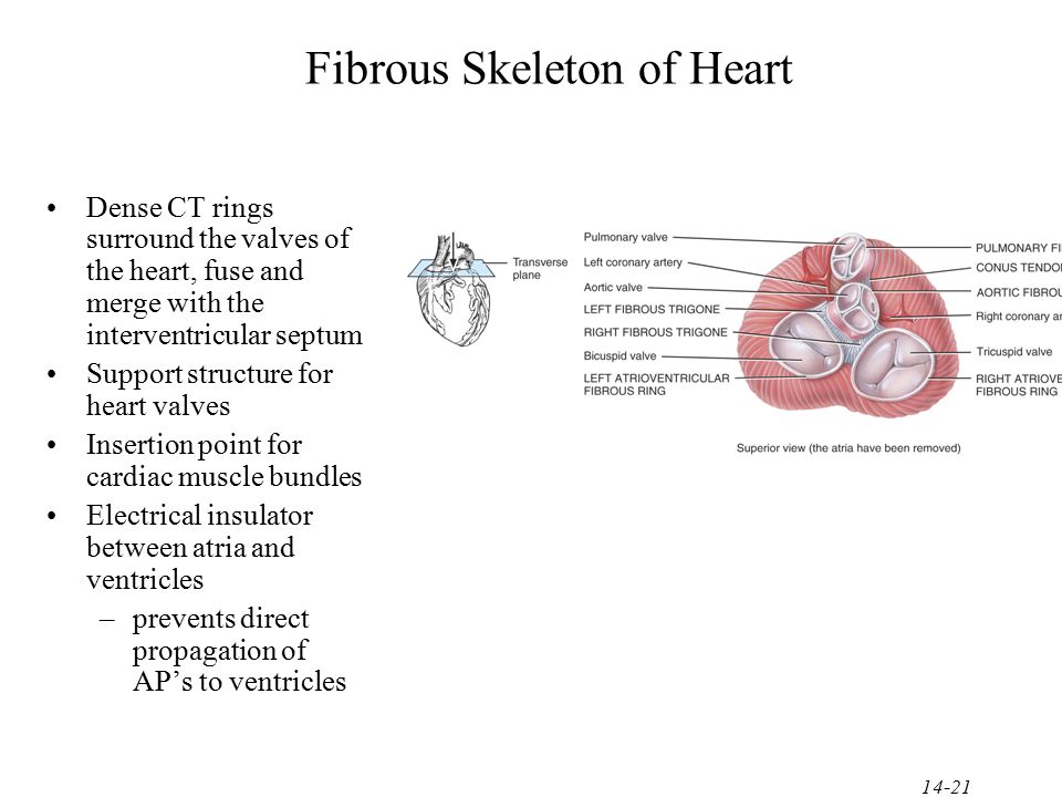 Fibrous Skeleton of Heart