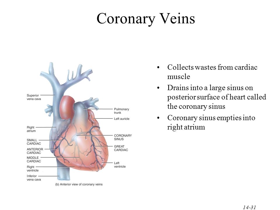 Coronary Veins Collects wastes from cardiac muscle