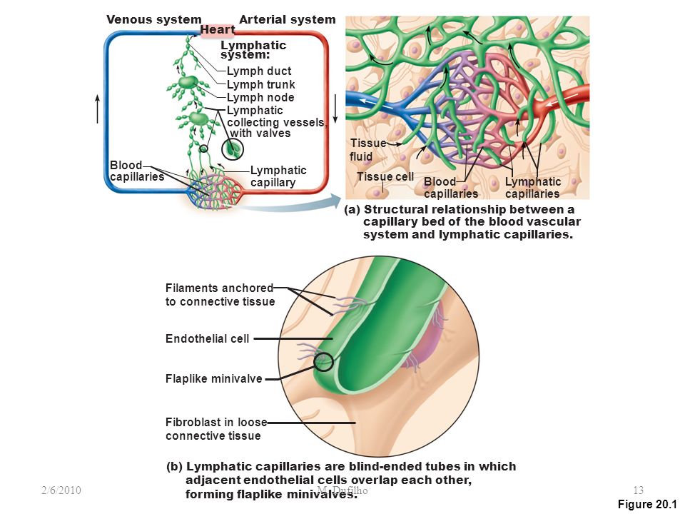 Anatomy Of Arteries Veins And Capillaries Ppt Video Online Download