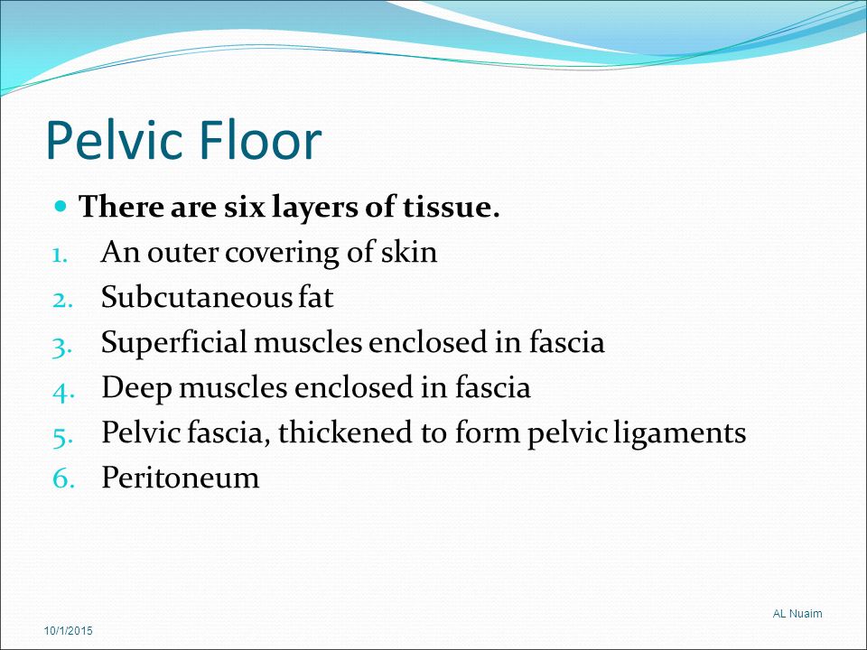 Anatomy Of The Female Pelvic Organs Ppt Video Online Download