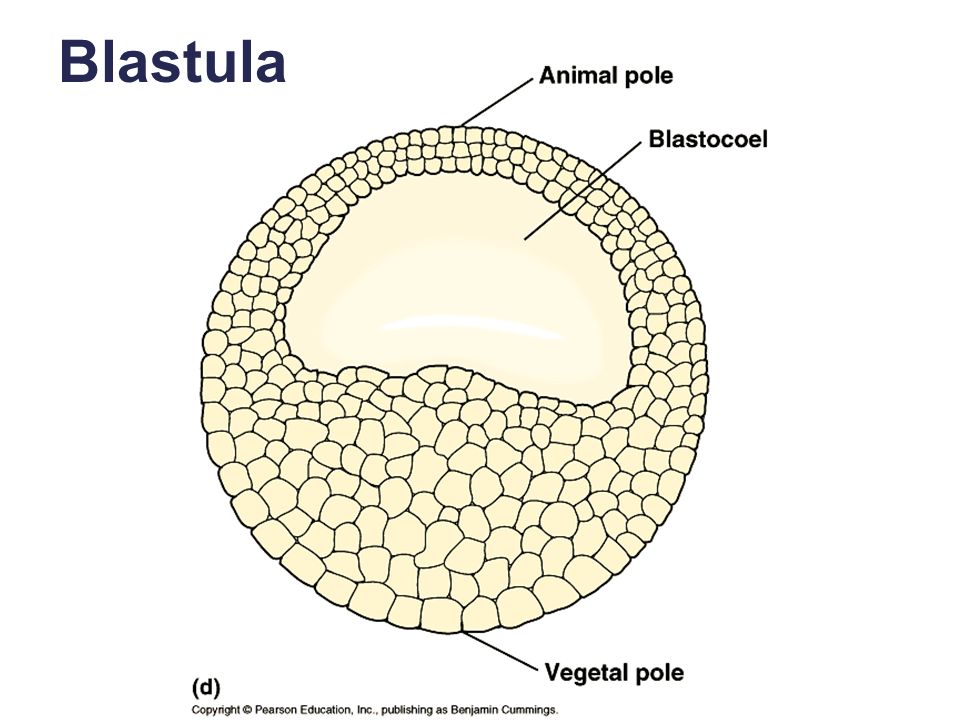 Бластула рисунок биология