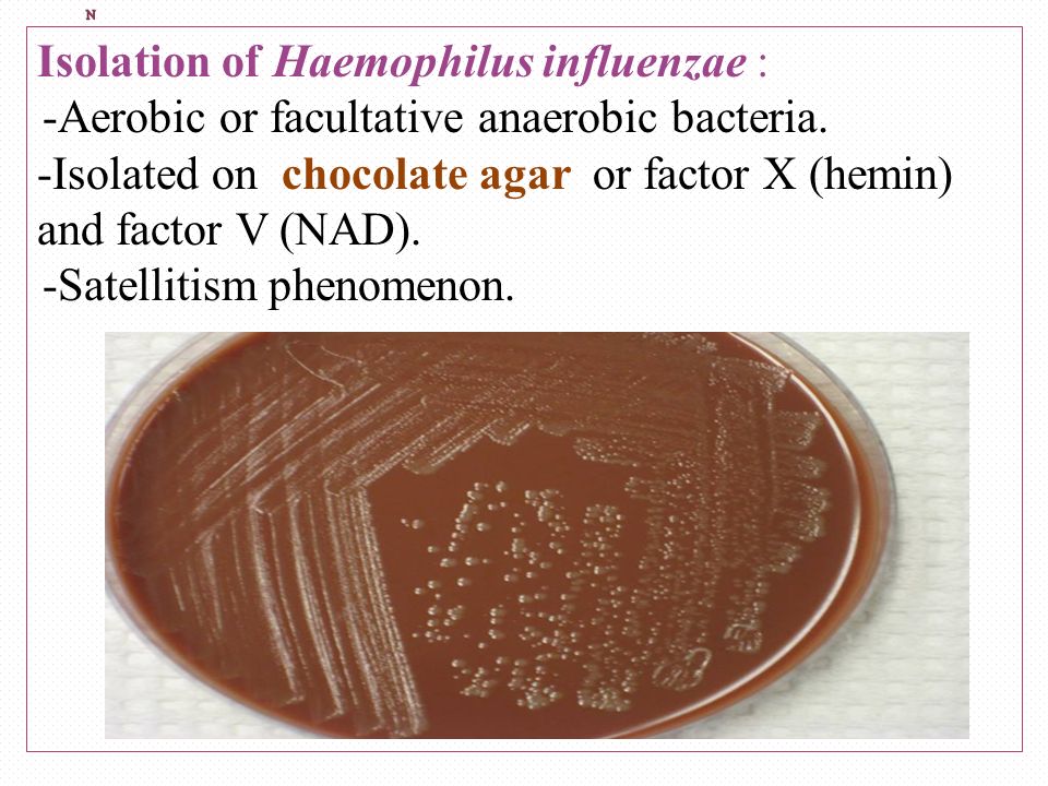 Haemophilus influenzae в носу. Гемофильная палочка на кровяном агаре. Haemophilus influenzae микробиология. Рост гемофильной палочки на кровяном.