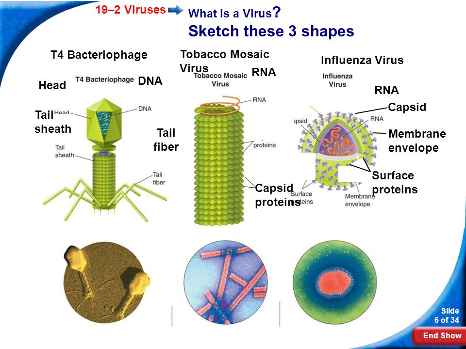 Признаки вирусов биология 5 класс