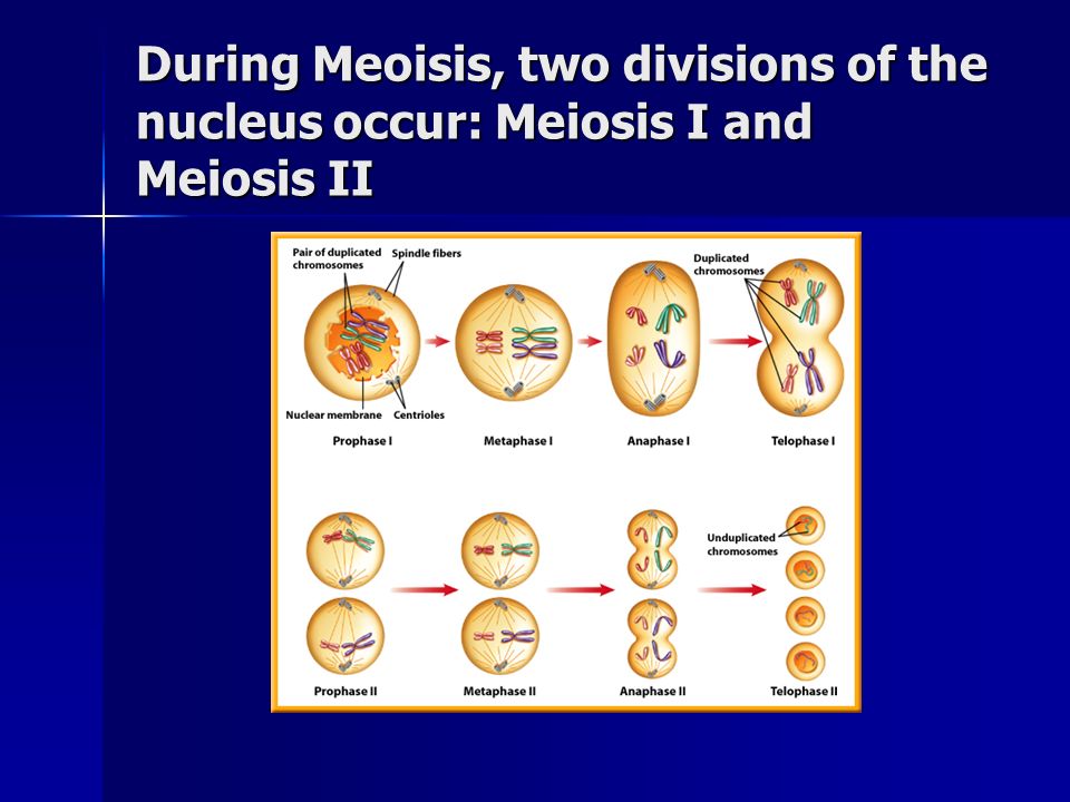 During Meoisis, two divisions of the nucleus occur: Meiosis I and Meiosis II