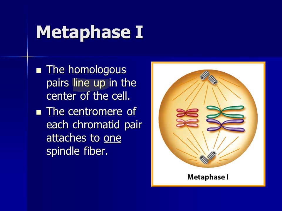 Metaphase I The homologous pairs line up in the center of the cell.