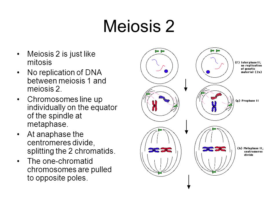 Presentation on theme: "Meiosis."