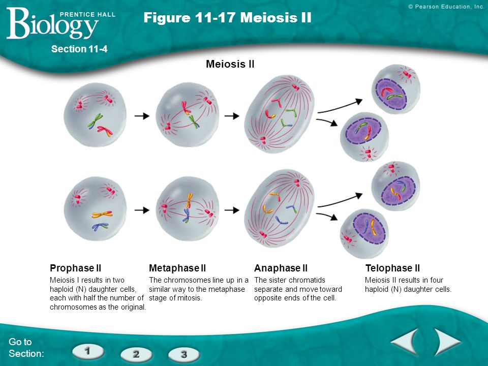 Figure Meiosis II Meiosis II Section 11-4 Prophase II.