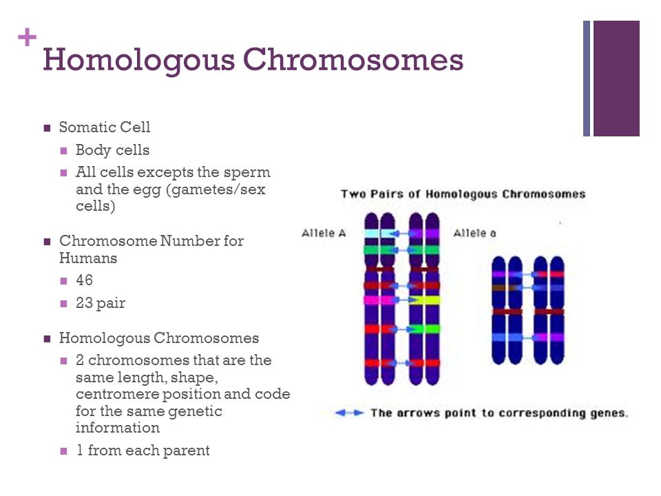 Silencing Of Sex Chromosomes