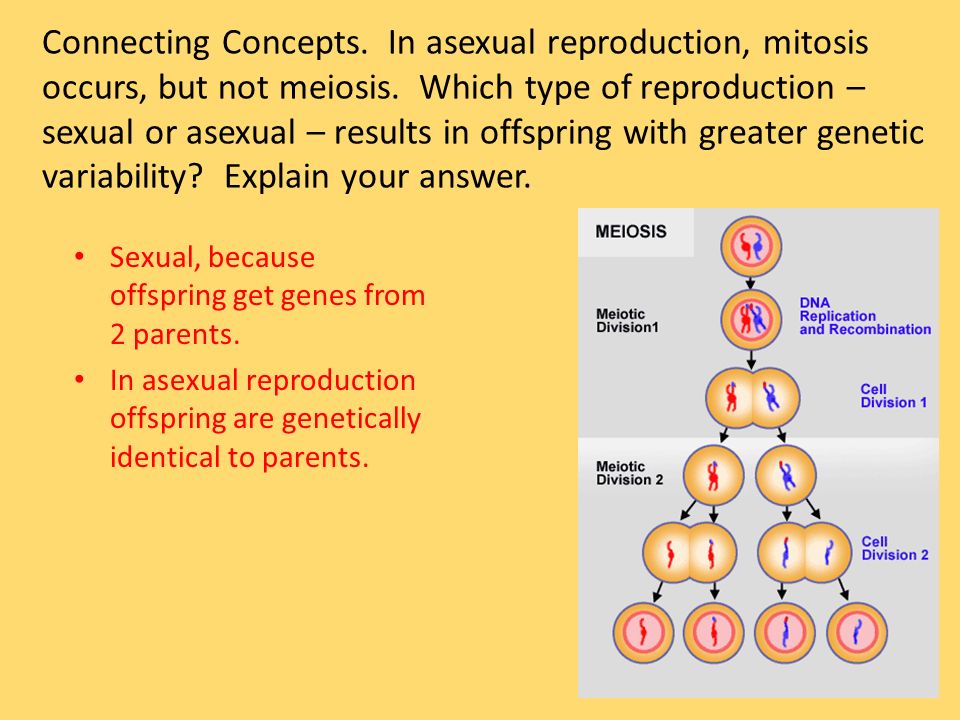 Meiosis Sexual Reproduction Cell Division