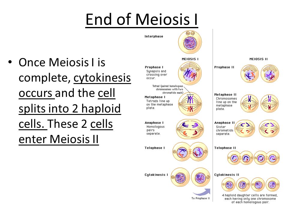 End of Meiosis I Once Meiosis I is complete, cytokinesis occurs and the cel...