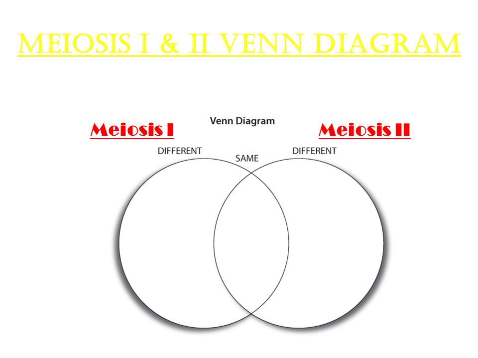 Mitosis And Meiosis Venn Diagram Worksheet - Mitosis And Meiosis ...