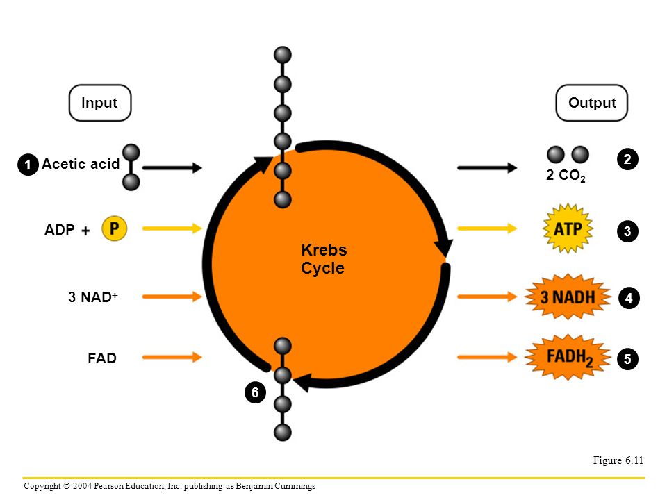 Krebs Cycle Input Output Acetic acid 2 CO2 ADP 3 NAD? 