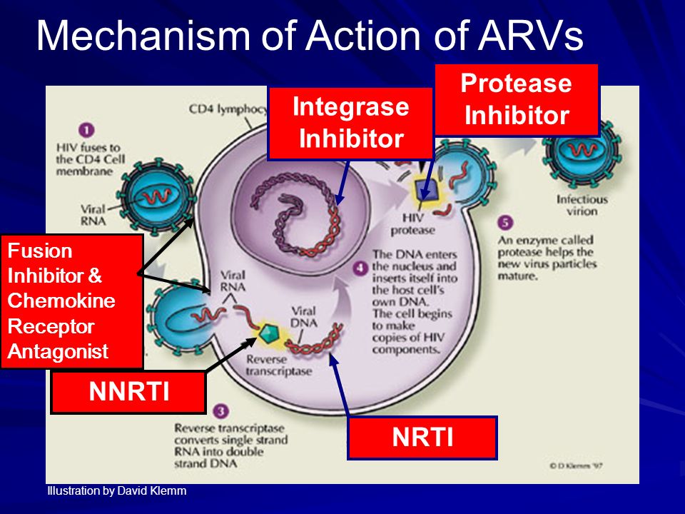 Mechanism of action. Protease inhibitors. HIV mechanism. Cd4 Рецептор.