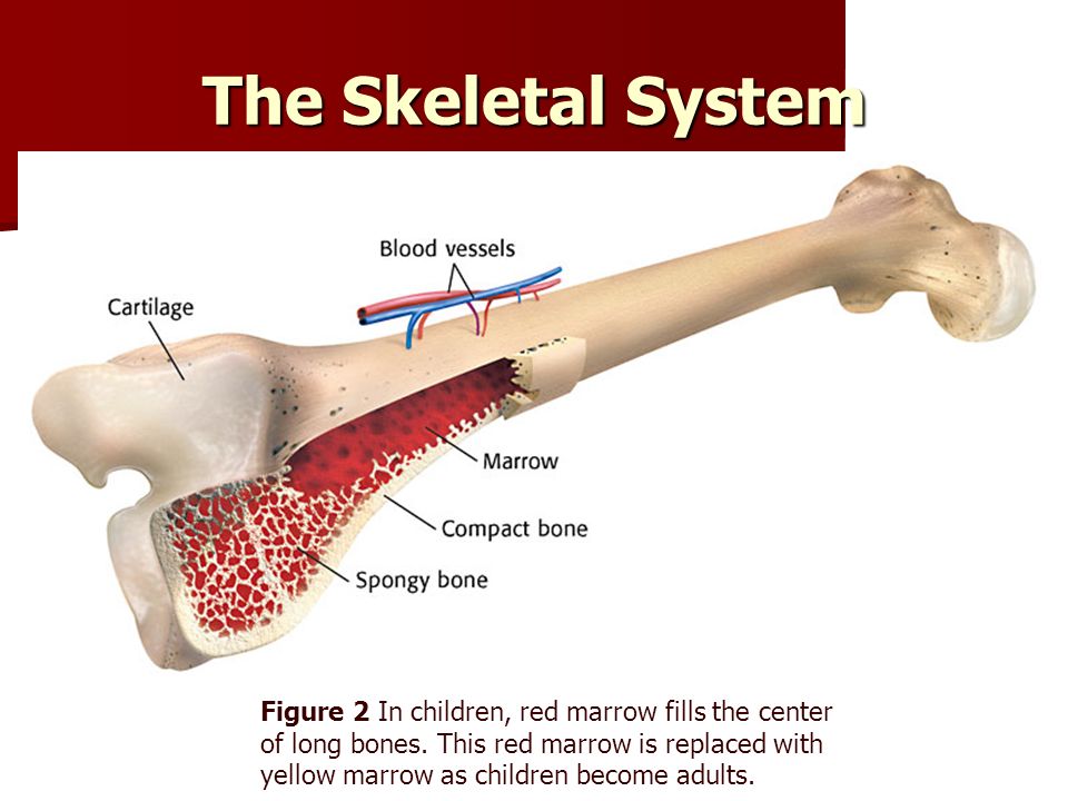Hard bone. Bone structure. Skeletal System презентация. Bone structure группа состав. Structure of Cartilage.