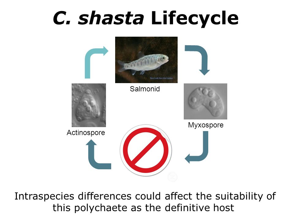 C. shasta Lifecycle Myxospore. Actinospore. Salmonid. M. speciosa. Every player in the C. shasta lifecycle can now be seen.