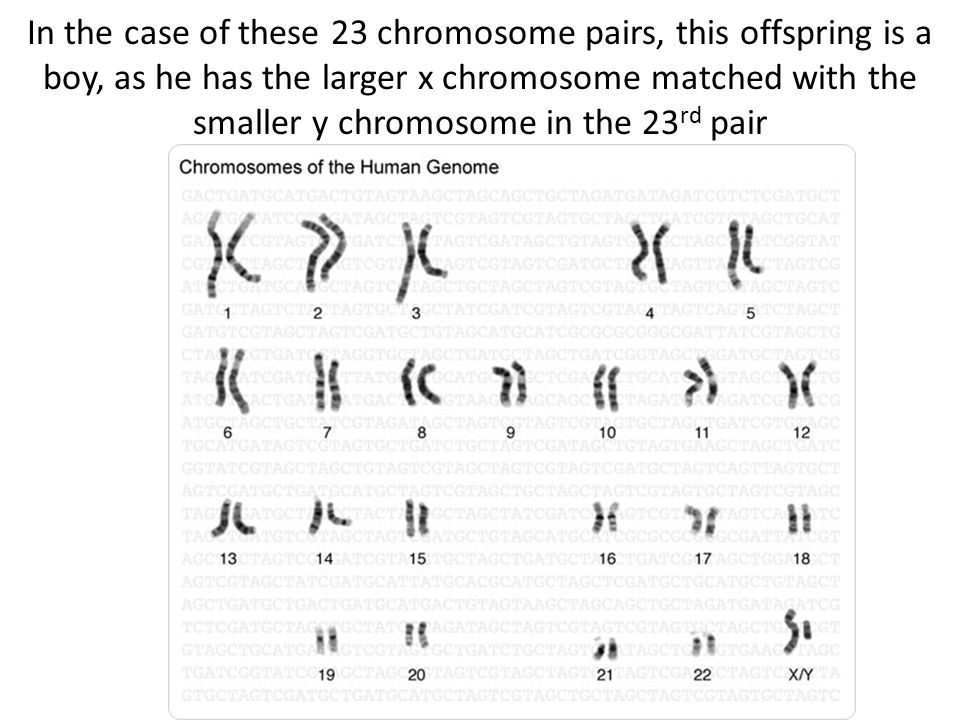 In the case of these 23 chromosome pairs, this offspring is a boy, as he has the larger x chromosome matched with the smaller y chromosome in the 23rd pair