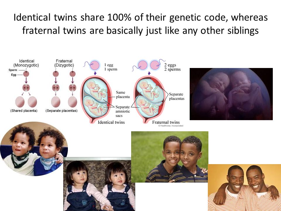 Identical twins share 100% of their genetic code, whereas fraternal twins are basically just like any other siblings