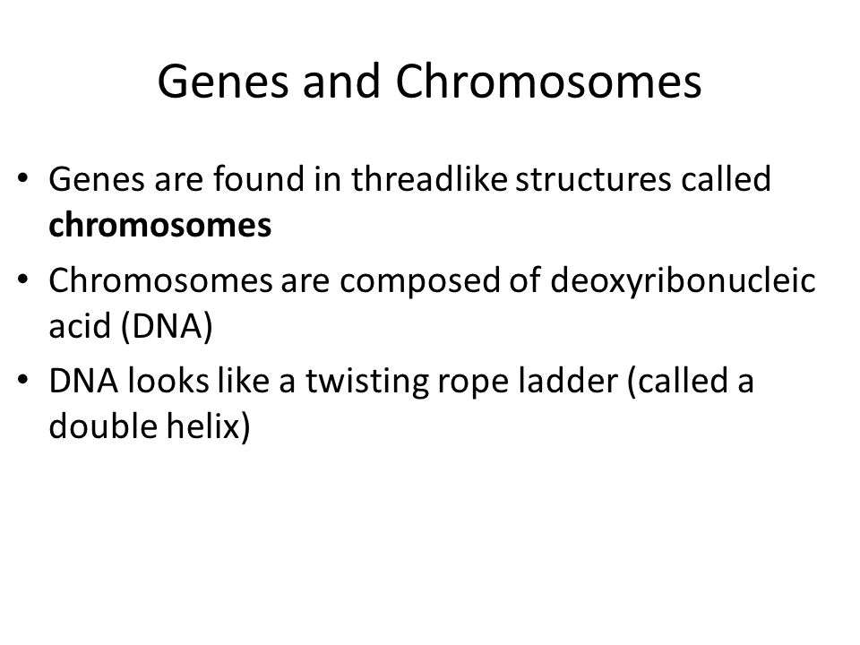 Genes and Chromosomes Genes are found in threadlike structures called chromosomes. Chromosomes are composed of deoxyribonucleic acid (DNA)