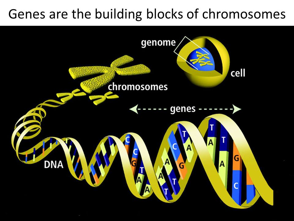 Genes are the building blocks of chromosomes