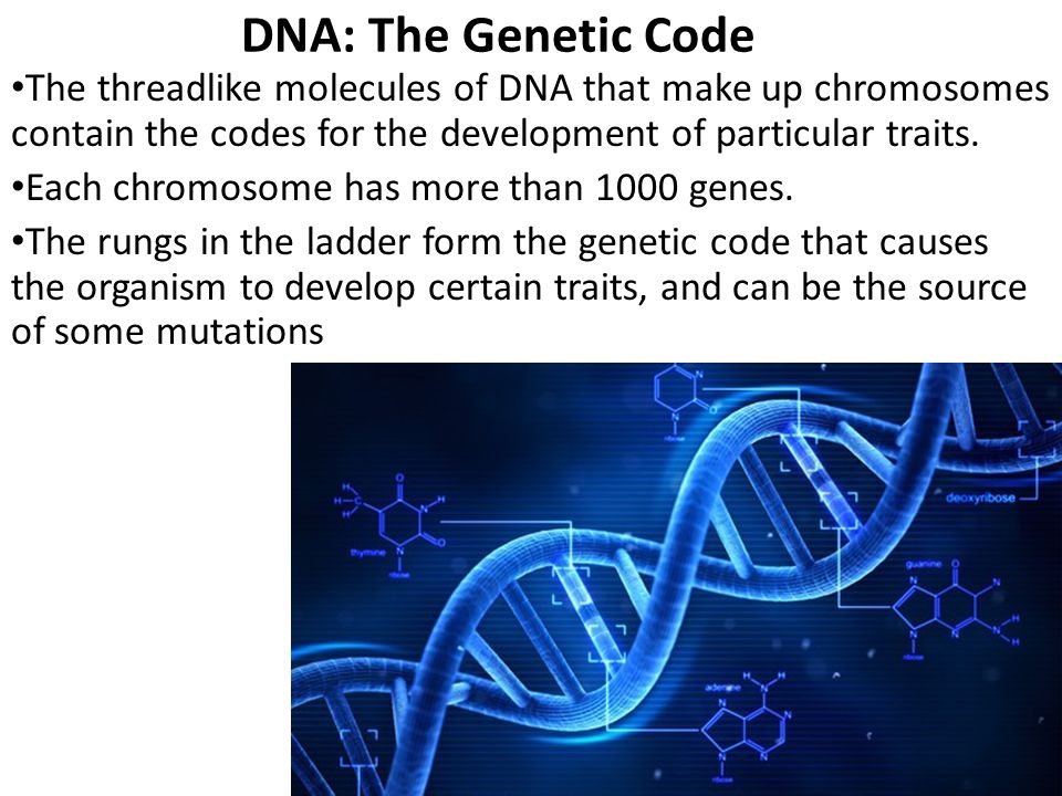 DNA: The Genetic Code The threadlike molecules of DNA that make up chromosomes contain the codes for the development of particular traits.