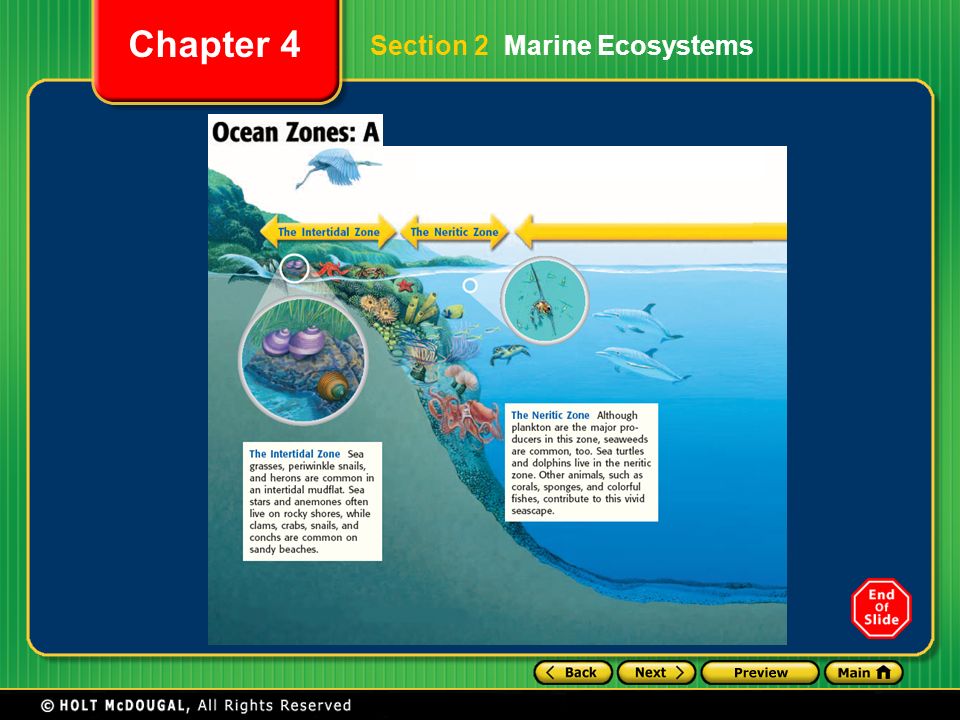 Section 2 Marine Ecosystems