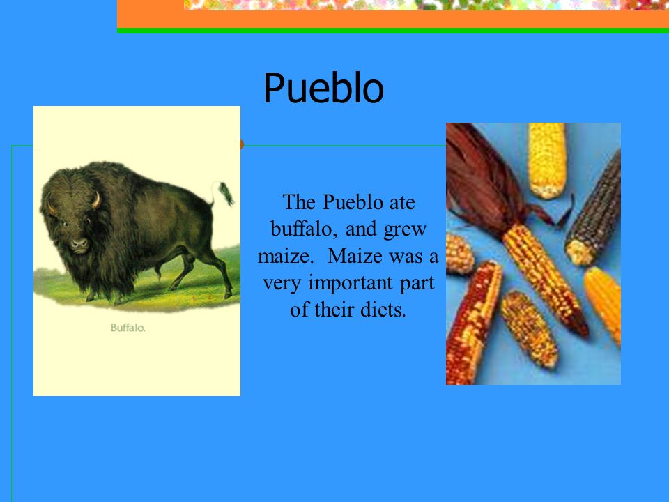 Pueblo The Pueblo ate buffalo, and grew maize. Maize was a very important part of their diets.