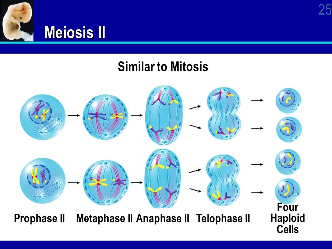 Meiosis II Similar to Mitosis Four Haploid Cells Prophase II.