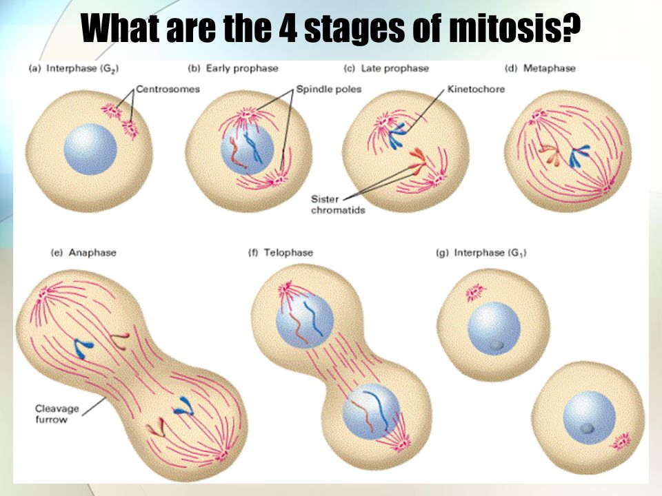 describe the different stages of mitosis