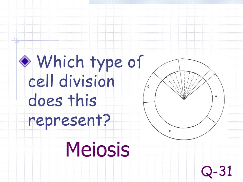 Which type of cell division does this represent