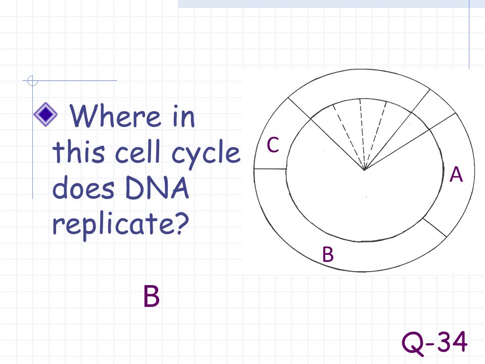 Where in this cell cycle does DNA replicate
