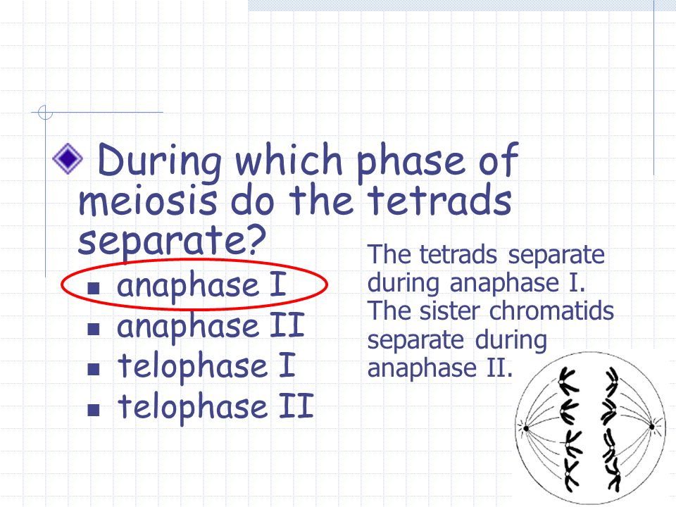 During which phase of meiosis do the tetrads separate