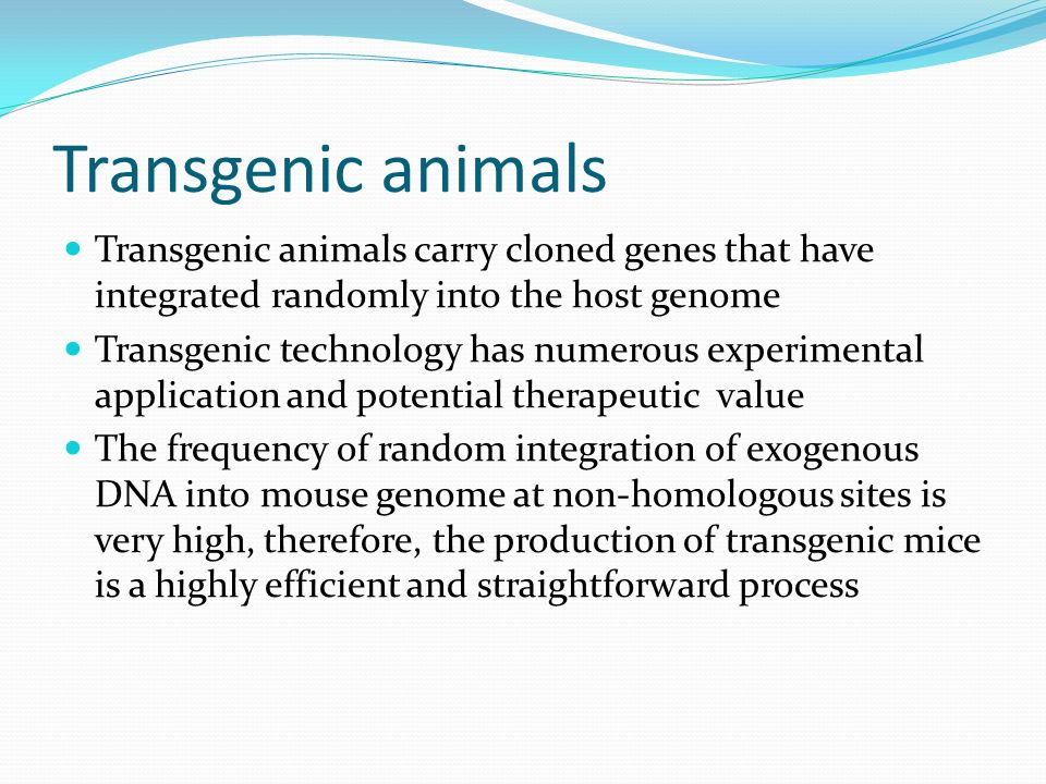 Transgenic And Knockout Mice Ppt Video Online Download Transgenic And Knockout Mice Ppt Video Online Download