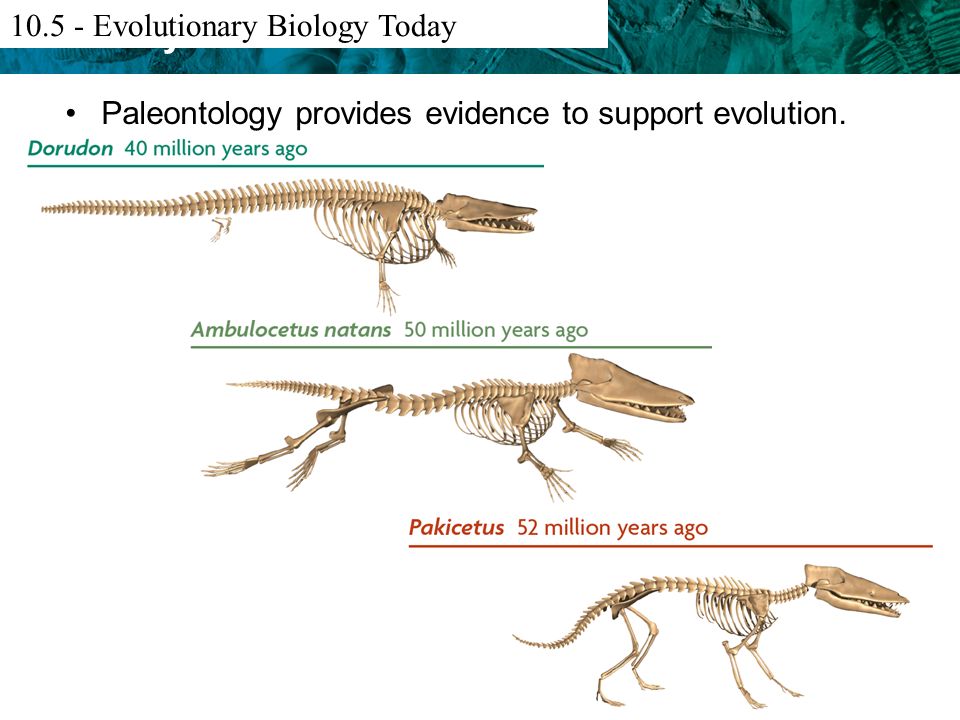paleontology examples