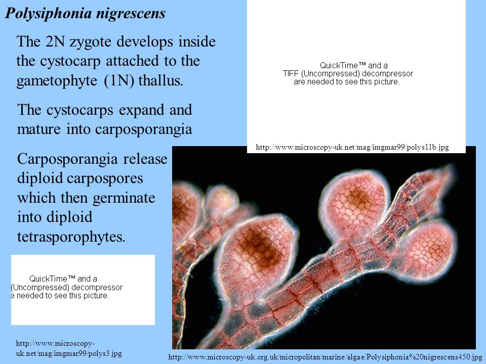 Domain Eukarya Kingdom Rhodophyta Biliphyta Phylum Rhodophyta Ppt Video Online Download