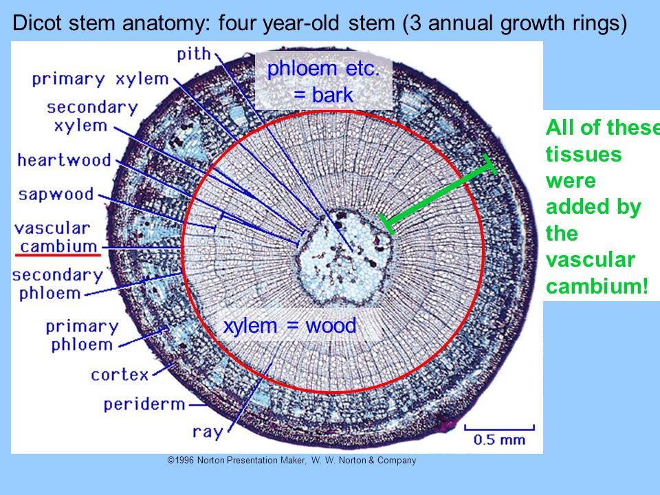 Dicot stem anatomy: four year-old stem (3 annual growth rings) .