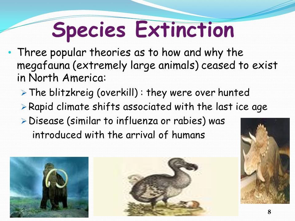 Species Extinction Three popular theories as to how and why the megafauna (extremely large animals) ceased to exist in North America: