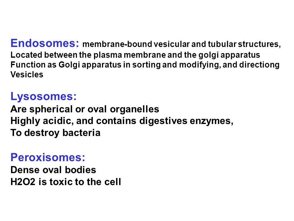 Endosomes: membrane-bound vesicular and tubular structures,