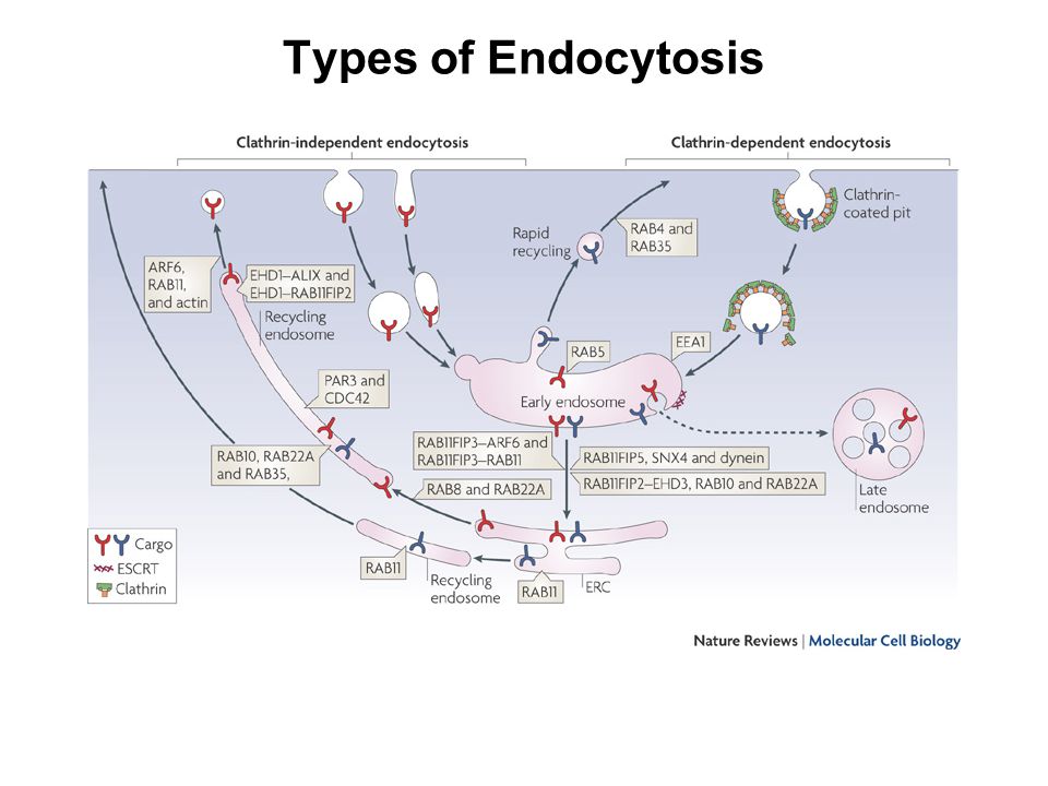 Types of Endocytosis