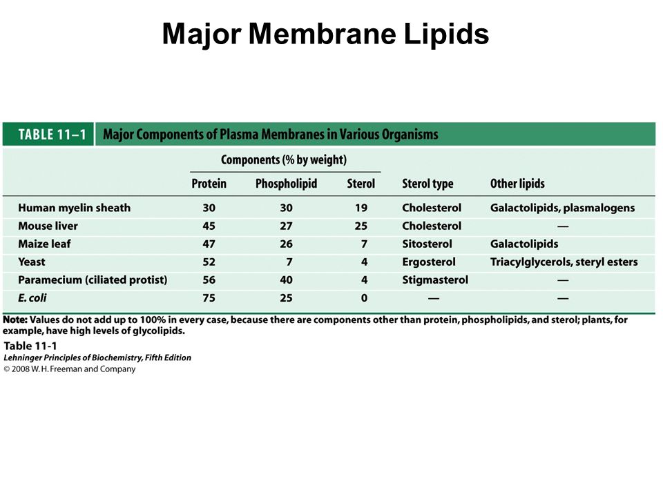 Major Membrane Lipids