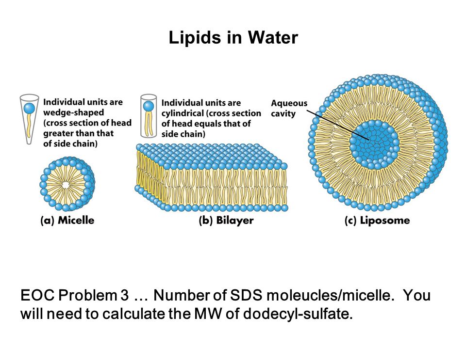 Lipids in Water