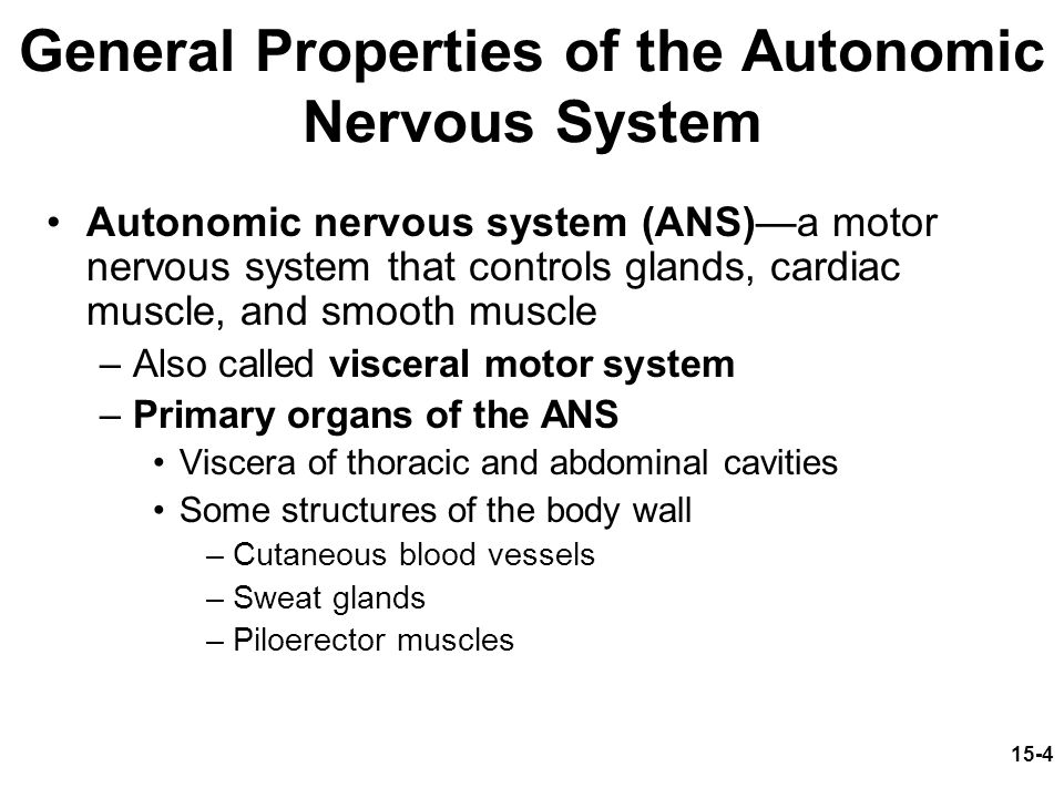 General Properties of the Autonomic Nervous System