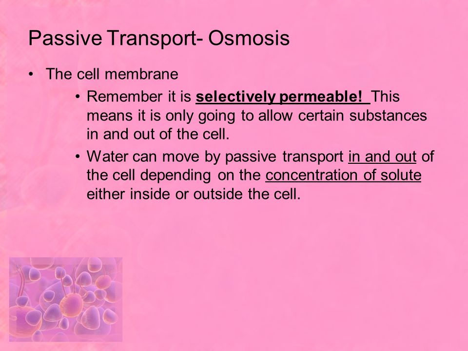 Passive Transport- Osmosis