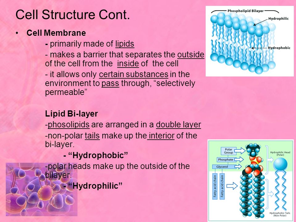 Cell Structure Cont. Cell Membrane - primarily made of lipids