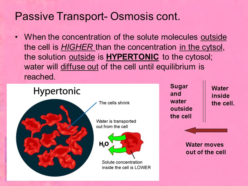 Passive Transport- Osmosis cont.