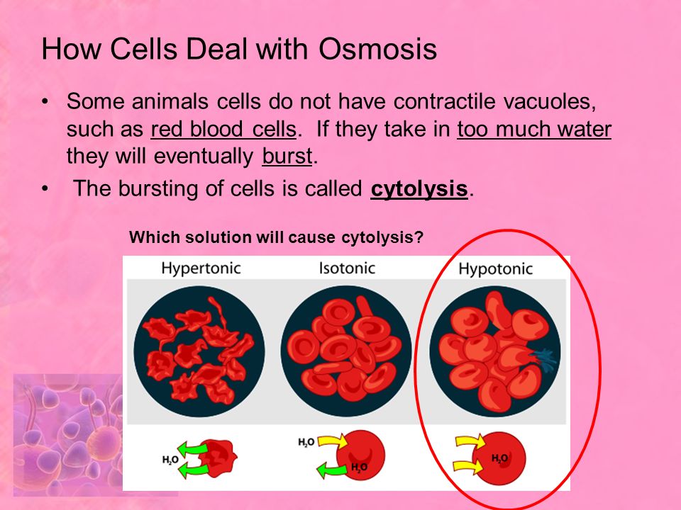 How Cells Deal with Osmosis